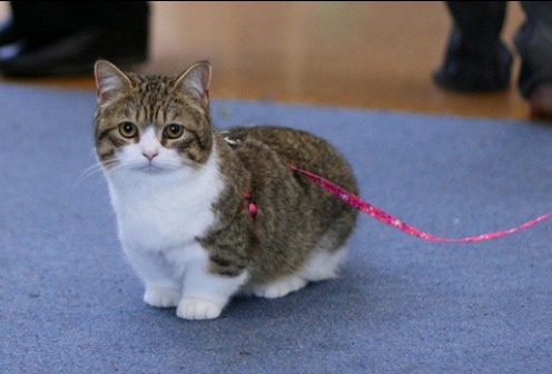 Munchkin Cat - Cat Breed wallpaper
