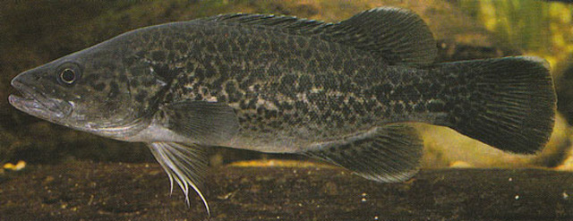 Murray cod and Mary River cod