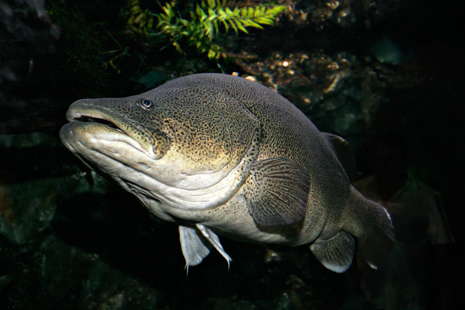 Pretty Murray cod and Mary River cod