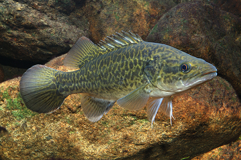 Pretty Murray cod and Mary River cod