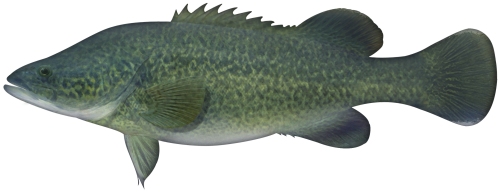 Pretty Murray cod and Mary River cod
