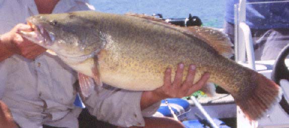 Pretty Murray cod and Mary River cod