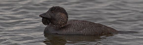 Pretty Musk duck