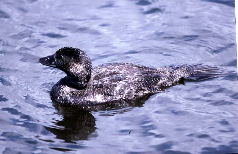 Pretty Musk duck