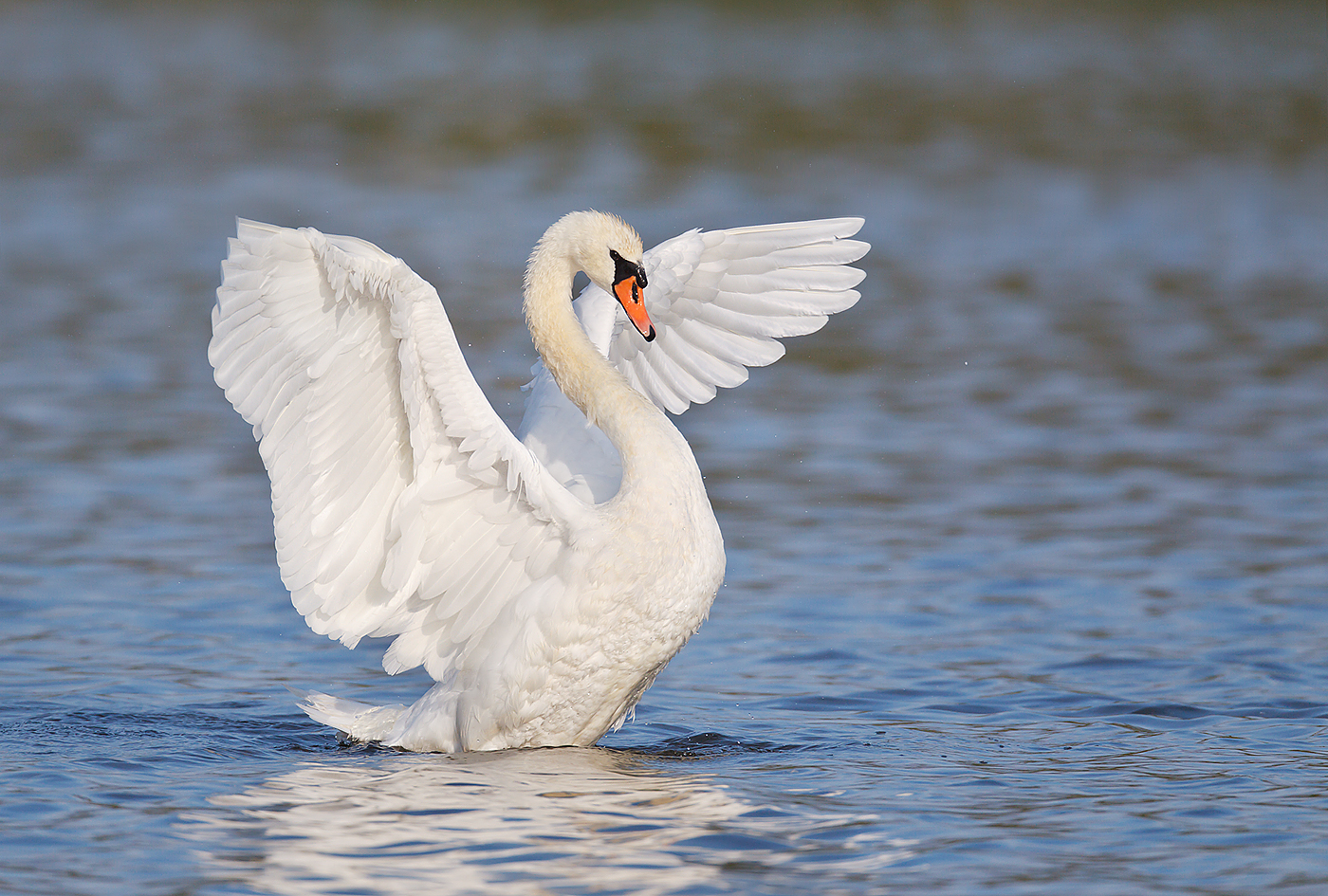 Mute swan