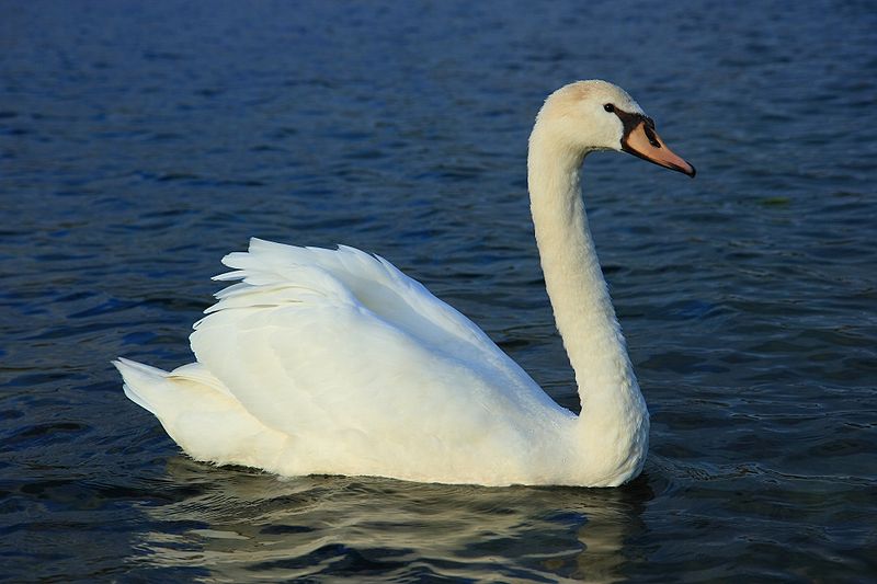 Pretty Mute swan