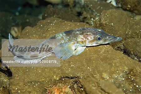 Naked dragonfish