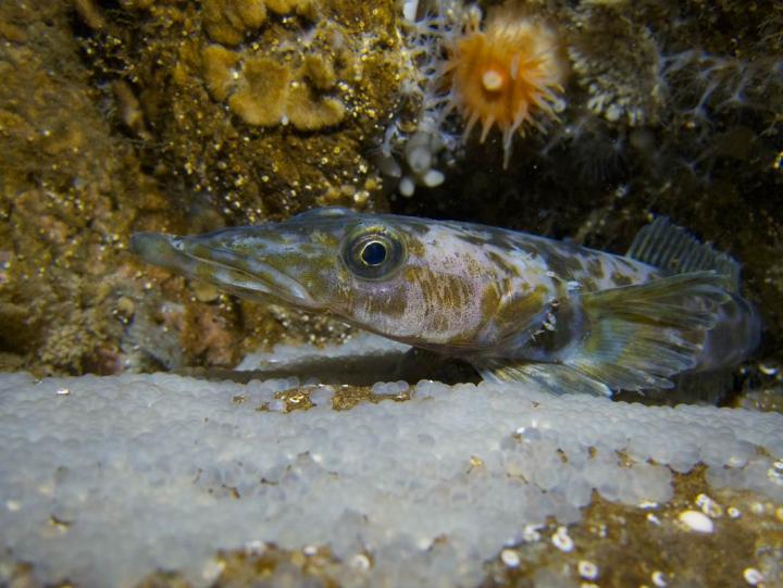 Pretty Naked dragonfish