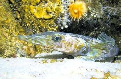 Pretty Naked dragonfish
