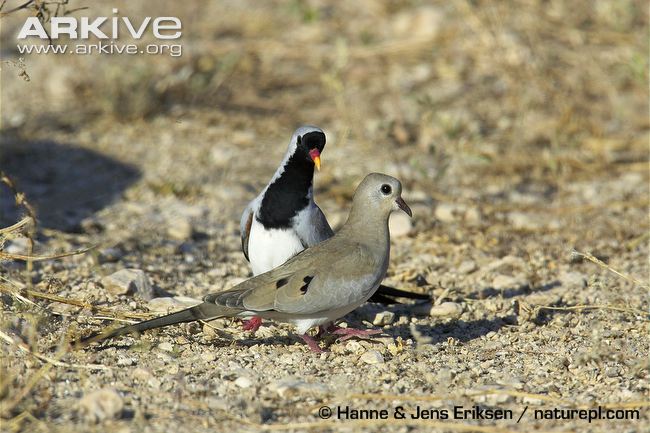 Namaqua dove