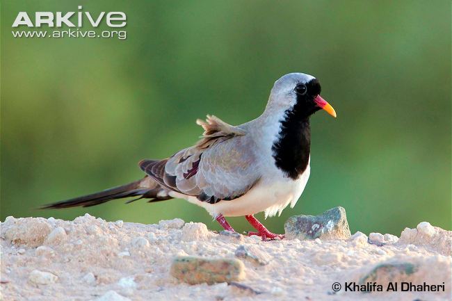Pretty Namaqua dove