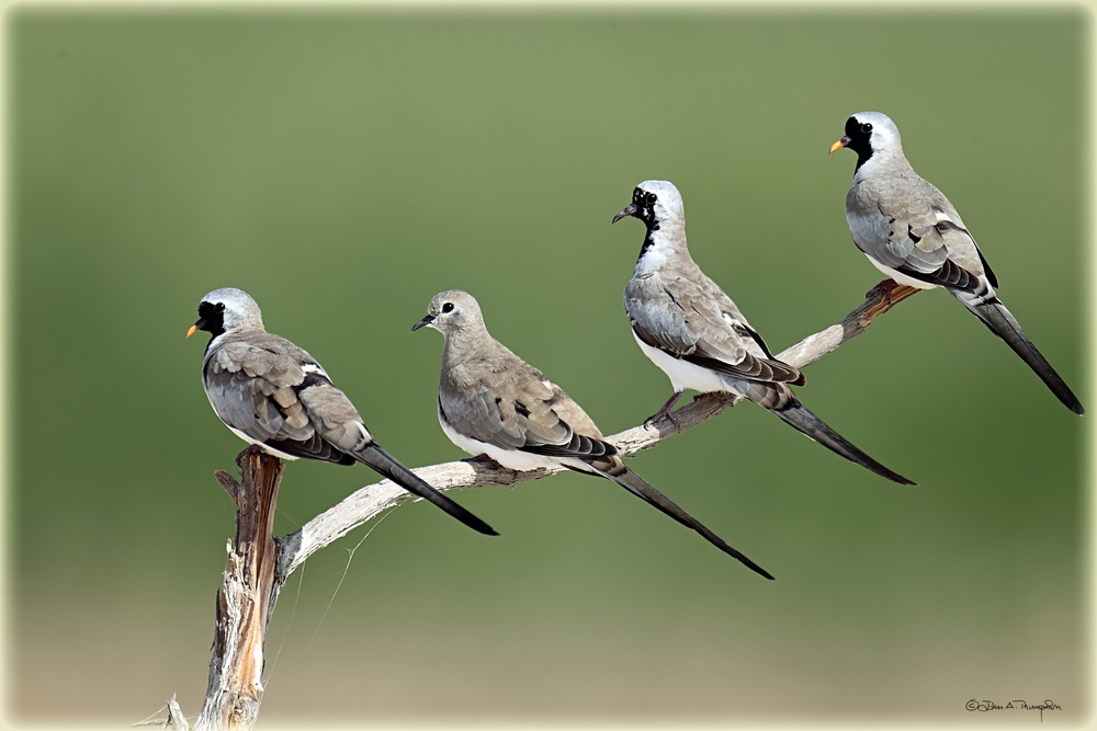 Pretty Namaqua dove