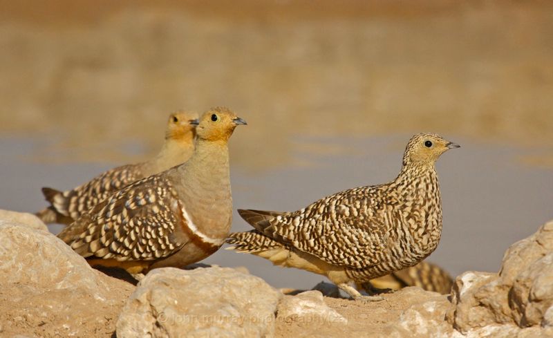 Namaqua sandgrouse