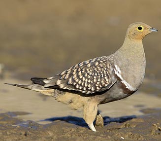 Pretty Namaqua sandgrouse