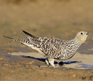 Pretty Namaqua sandgrouse