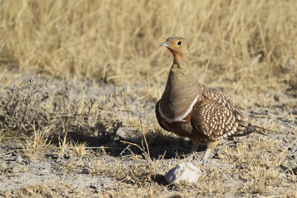 Pretty Namaqua sandgrouse