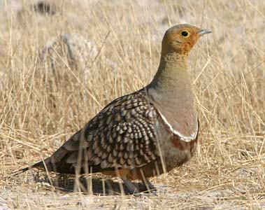 Pretty Namaqua sandgrouse