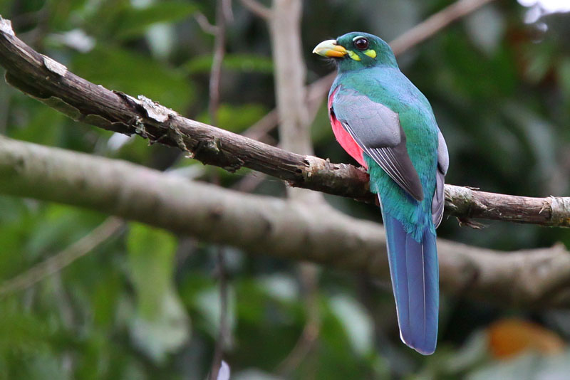Narina trogon
