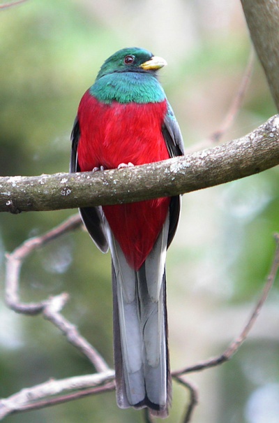 Pretty Narina trogon