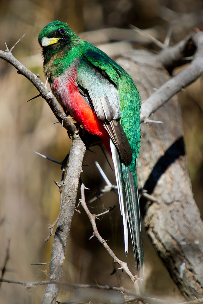 Pretty Narina trogon