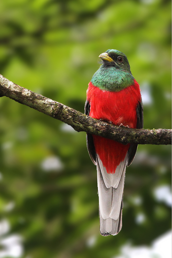 Pretty Narina trogon