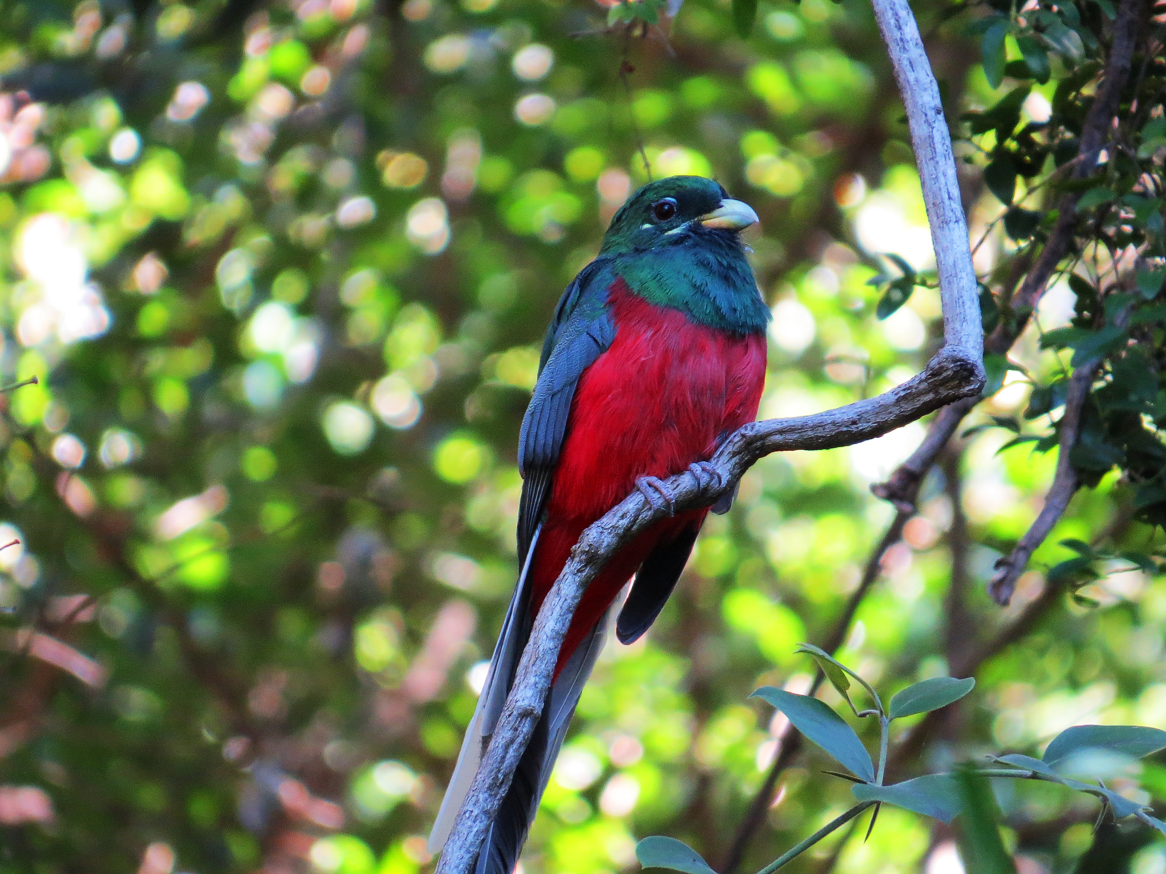 Pretty Narina trogon
