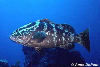 Nassau grouper