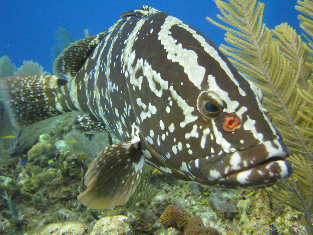 Pretty Nassau grouper