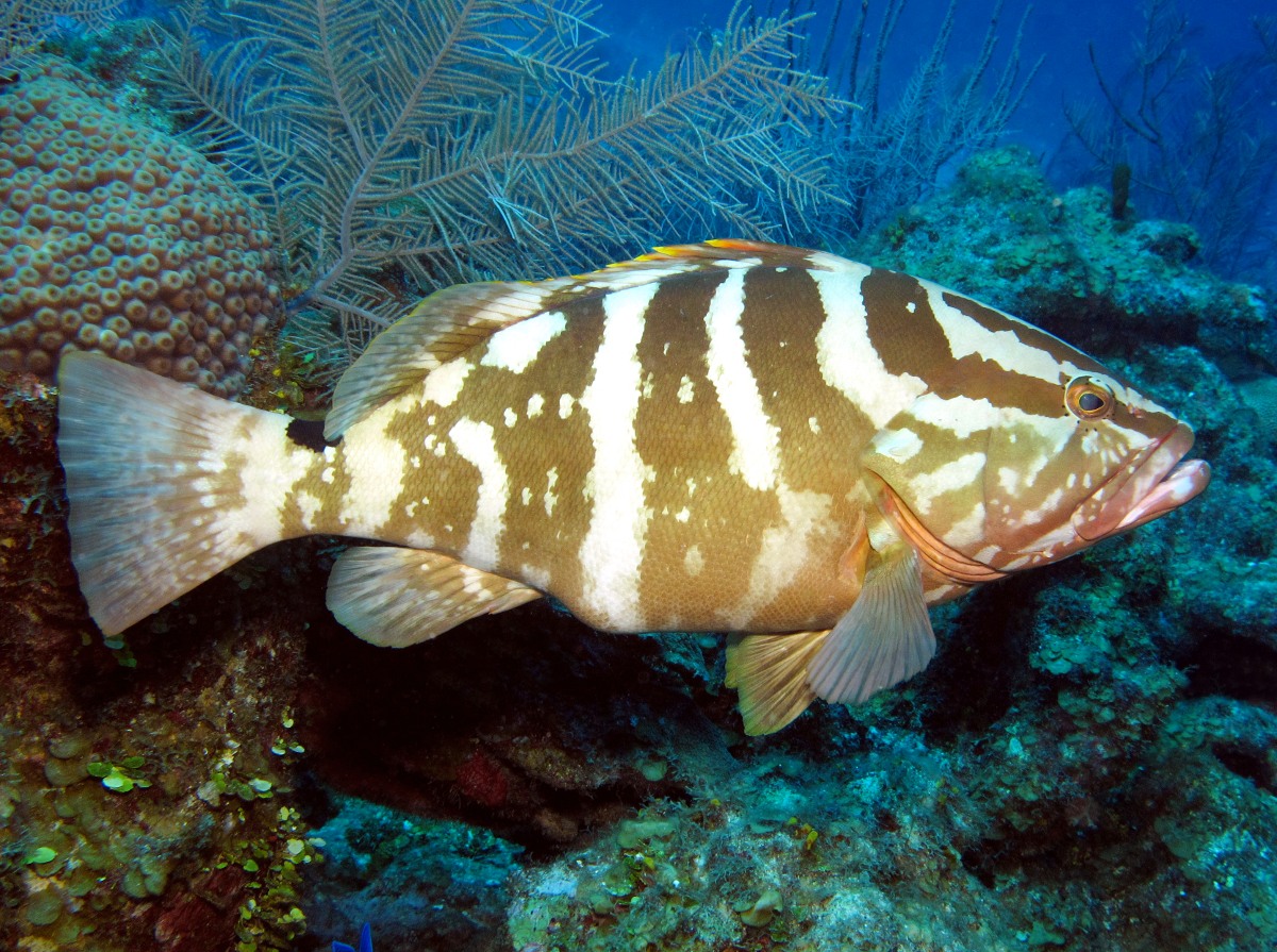 Pretty Nassau grouper
