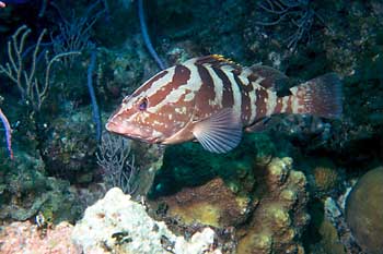 Pretty Nassau grouper