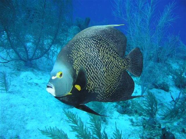 Nekton- Photo#03