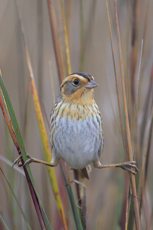 Nelson’s sharp-tailed sparrow