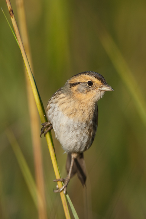Pretty Nelson’s sharp-tailed sparrow