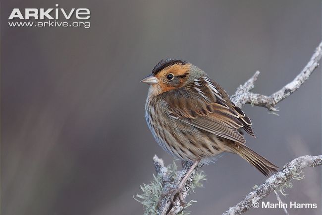 Pretty Nelson’s sharp-tailed sparrow