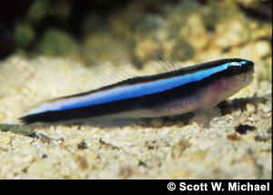 Neon goby
