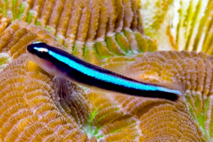 Pretty Neon goby