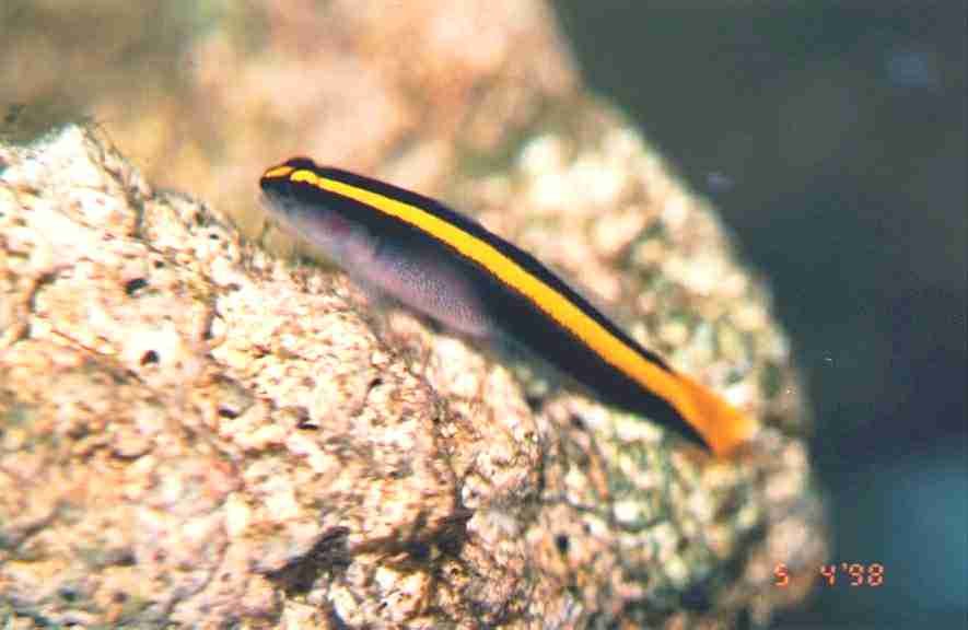 Pretty Neon goby