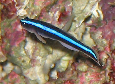 Pretty Neon goby