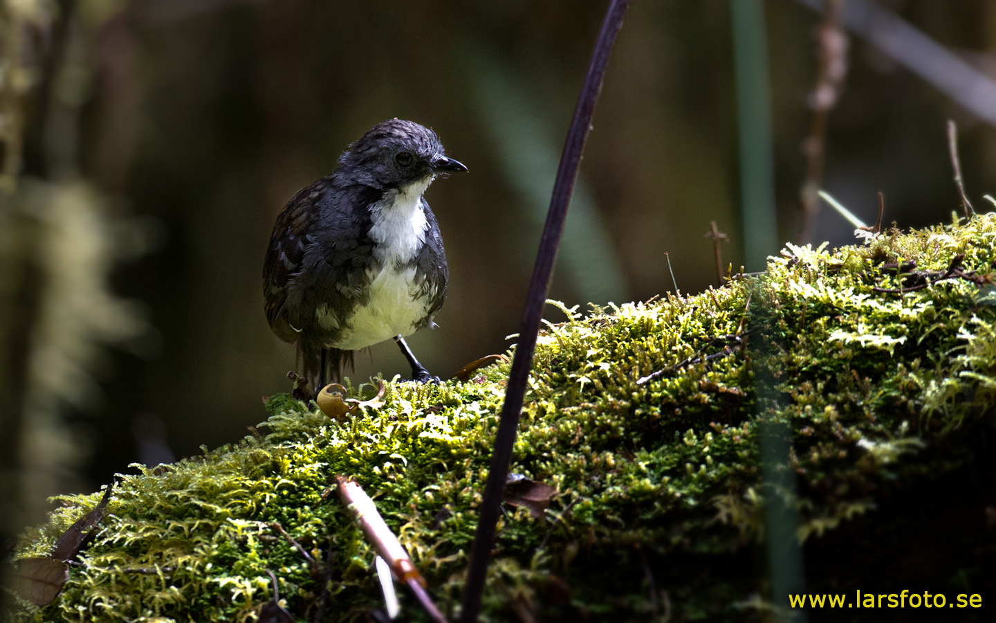 Pretty New Guinea logrunner