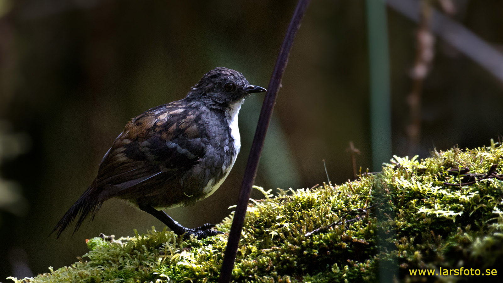 Pretty New Guinea logrunner