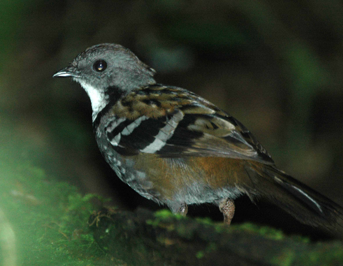 Pretty New Guinea logrunner