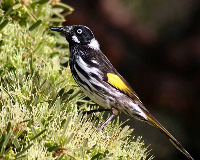 New Holland honeyeater