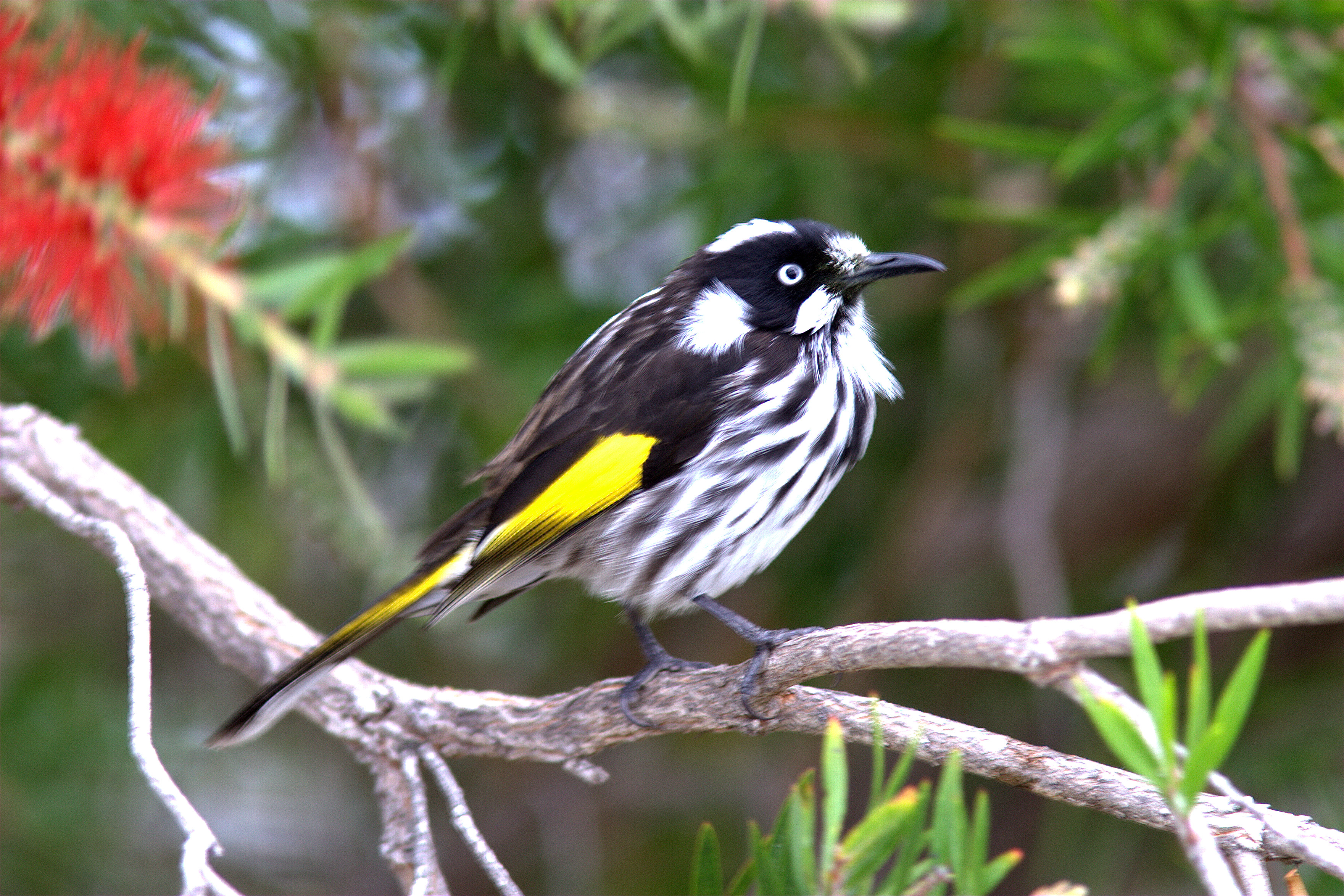 Pretty New Holland honeyeater