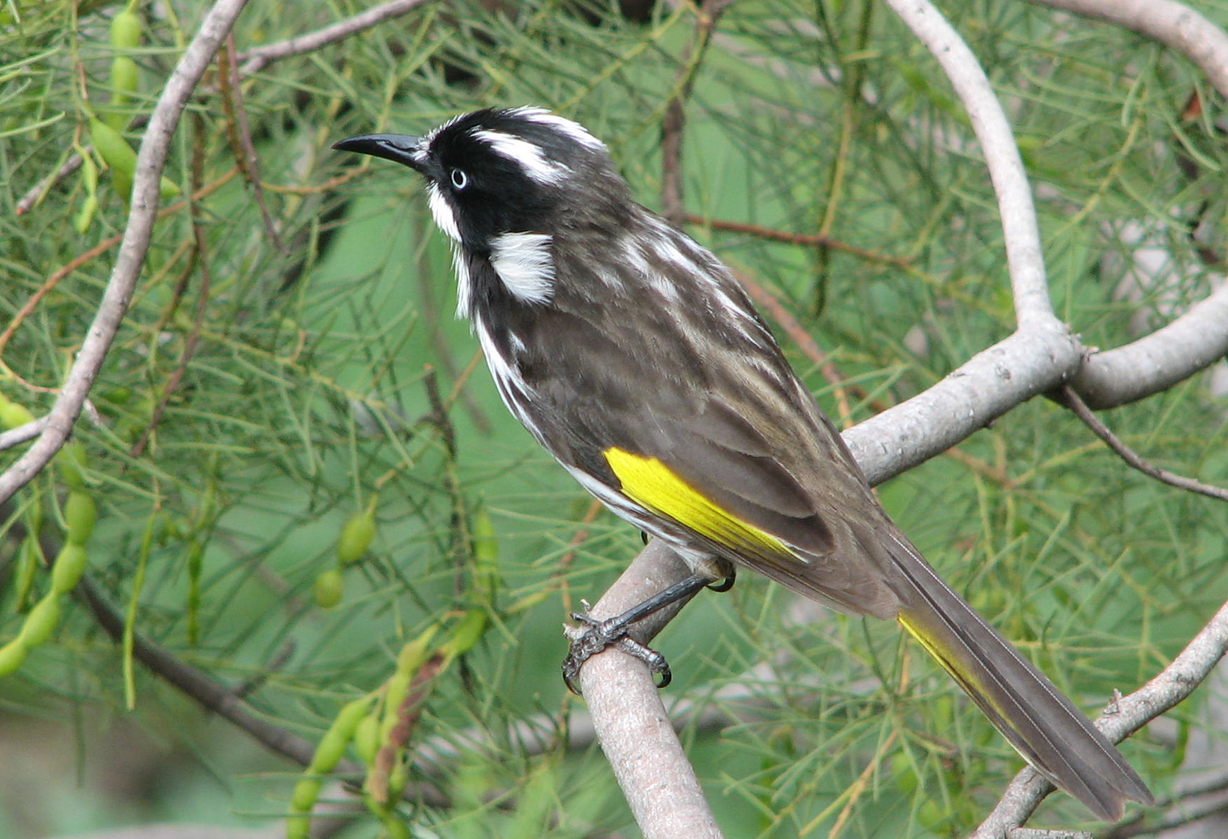 Pretty New Holland honeyeater