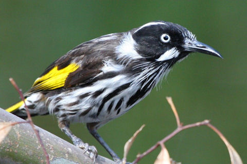 Pretty New Holland honeyeater
