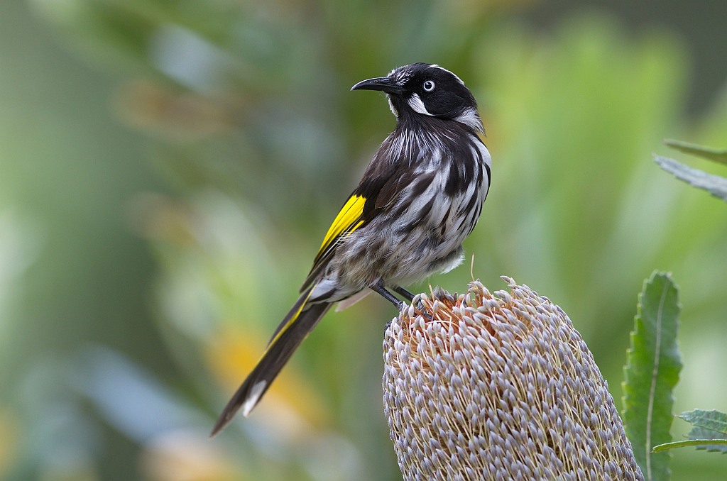 Pretty New Holland honeyeater