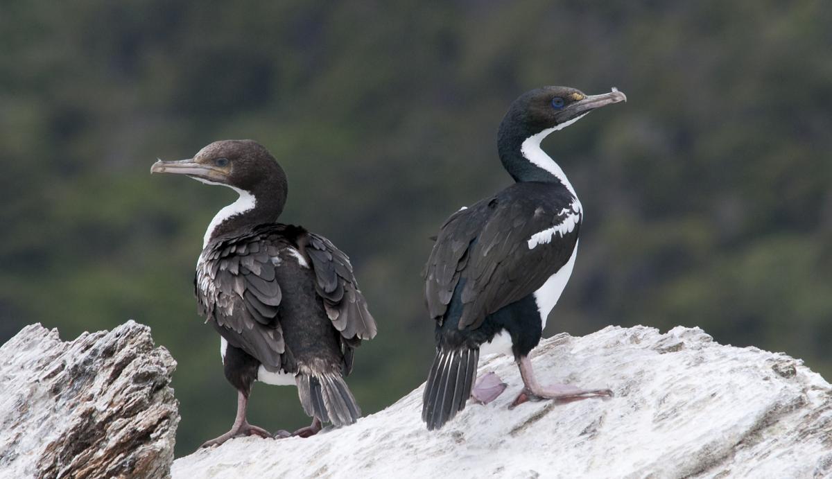 New Zealand king shag