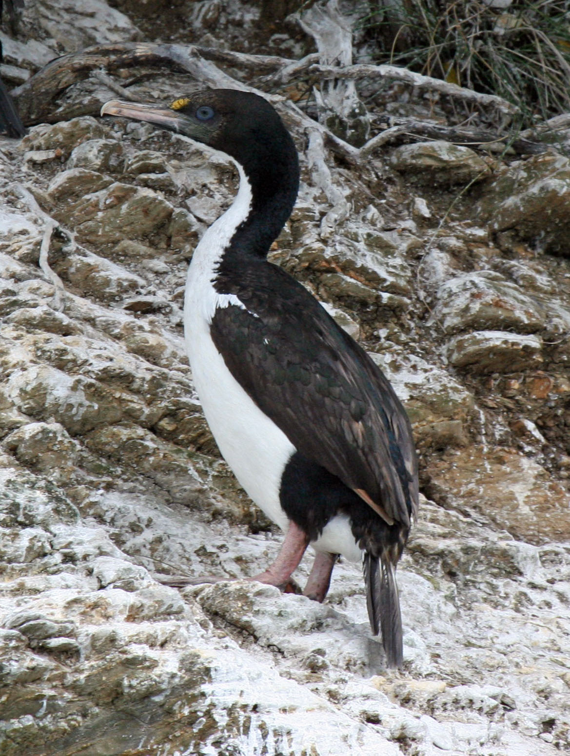 Pretty New Zealand king shag