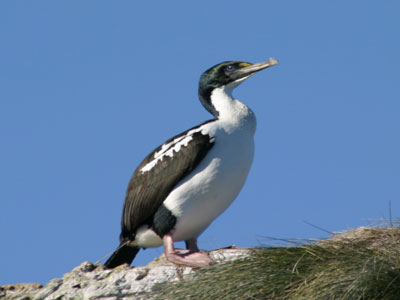Pretty New Zealand king shag