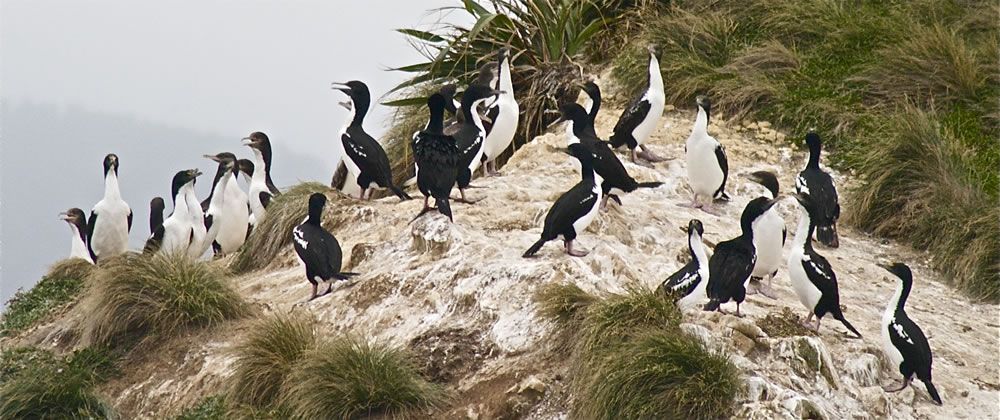 Pretty New Zealand king shag